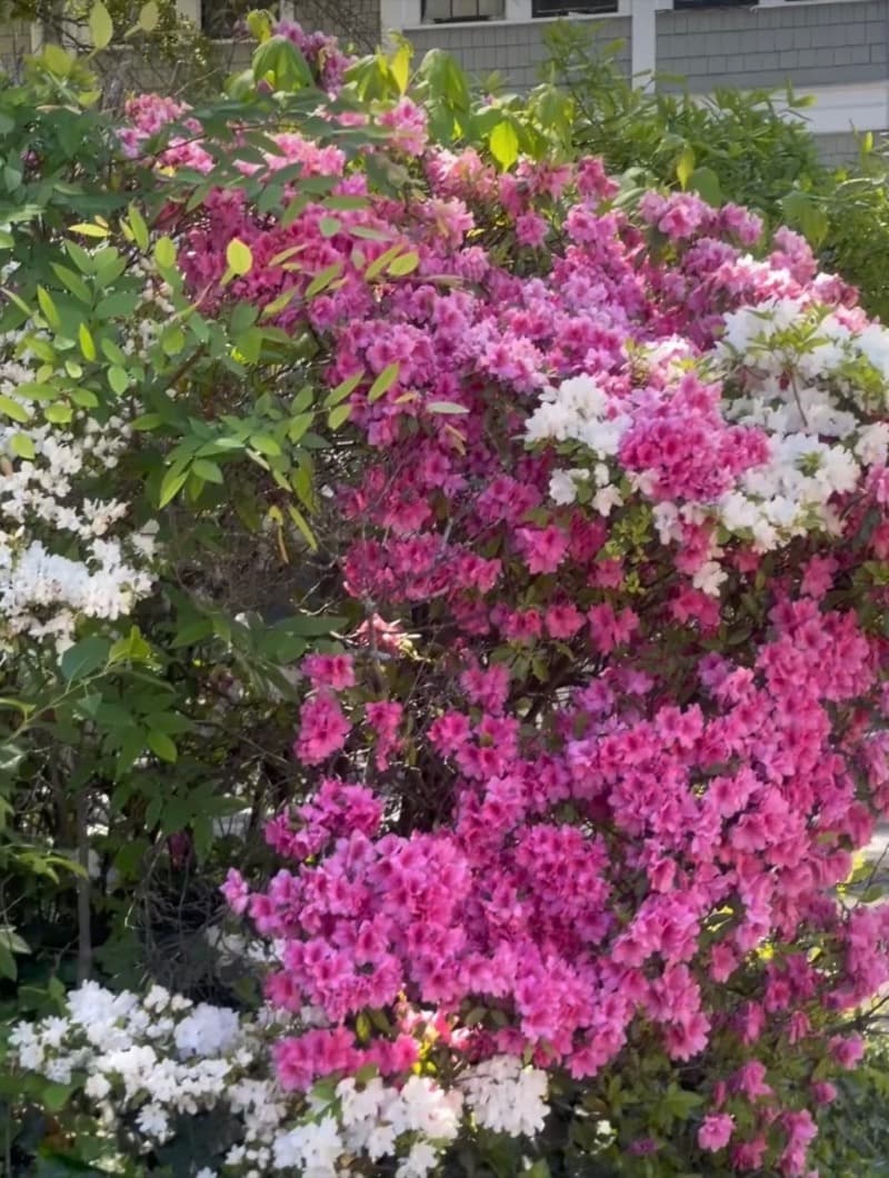 Azaleas