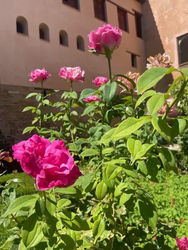 Roses at the Alhambra